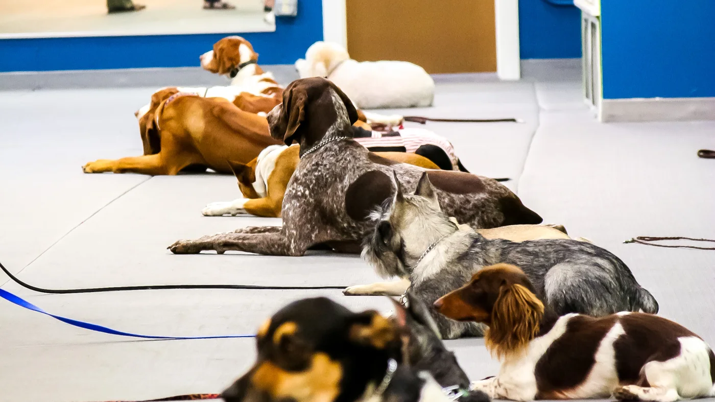 Austin Canine Central, business photo 3