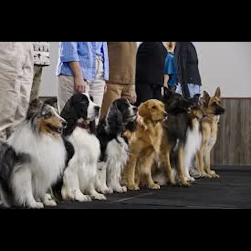 Austin Canine Central, business photo 2