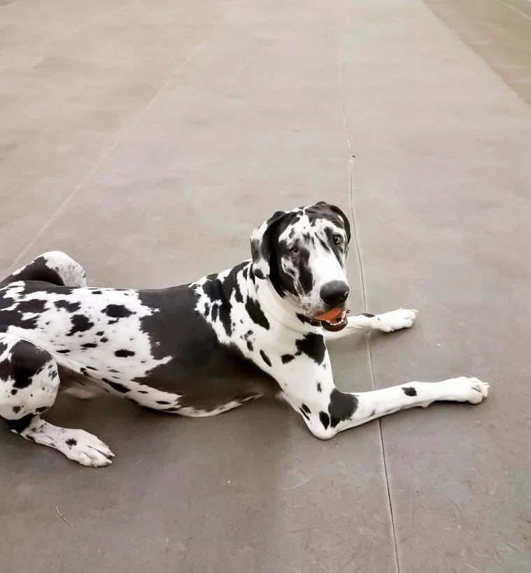 Austin Canine Central, business photo 4